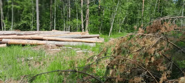 Древесина породы «сосна», «береза», «осина», общий объем 173,32 куб. м.
