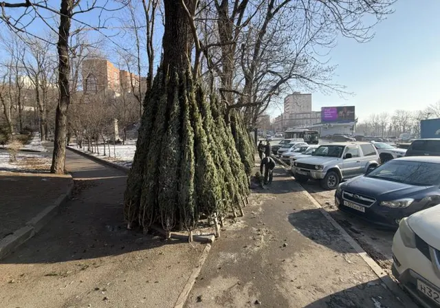 Право включения в схему размещения нестационарного торгового объекта - автолавка площадью 10,0 кв. м: специализация – новогодние елки, место размещения: г. Владивосток, ул. Светланская, 177, в соответствии с координатами