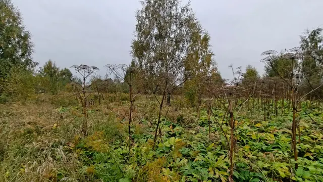 Аукцион в отношении земельного участка с КН 50:19:0040310:762