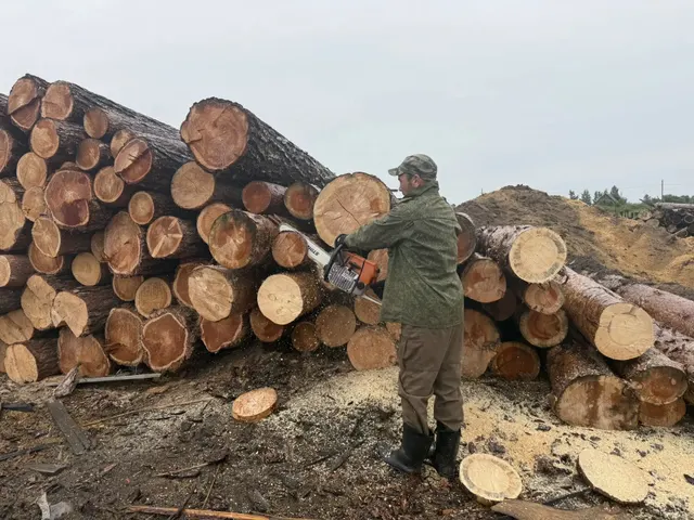 Древесина (вещественные доказательства)