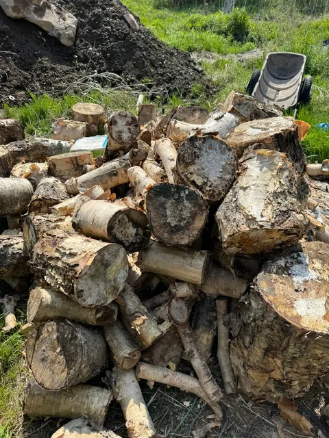 Спилы дров деревьев Береза каменная. Спилы дерева Береза каменная.