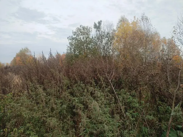 Аукцион в отношении земельного участка с КН 50:18:0080102:1102