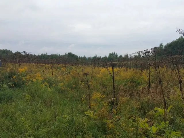 Предметом аукциона в электронной форме является право заключения договора аренды земельного участка, находящегося в государственной собственности Нижегородской области, с кадастровым номером 52:13:0120203:339, площадью 1000±11 кв. м, категория земель – земли населенных пунктов, местоположением: Российская Федерация, Нижегородская область, район Чкаловский, Вершиловская сельская администрация, у д.Кузнецово, с видом разрешенного использования: для ведения личного подсобного хозяйства