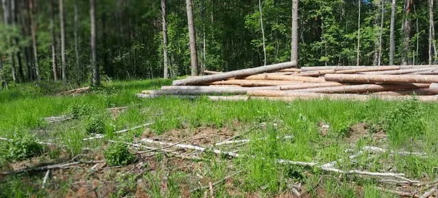 Древесина породы «сосна», «береза», «осина», общий объем 173,32 куб. м.