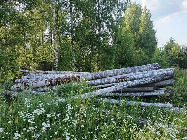 1. Бревна породы береза (дровяная) объемом 0,673 куб.м. - 4 шт.; 2.Древесина породы береза объемом 5,54 куб.м. - 49 шт. -Осина объемом 0,35 куб. м.- 2 шт. -Липа объемом 1,54 куб. м. - 20 шт.