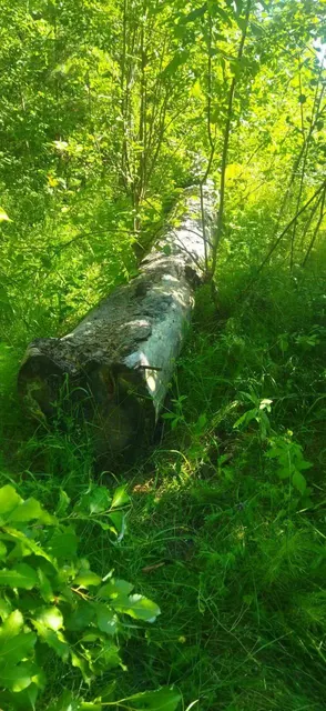 Чурки древесины породы сосна-25шт Часть ствола дерева породы сосна  длиной 8,3 м. Общий объем 3,15 м3. Срублено  в феврале 2022года. Хранился на открытой площадке, почернел,  кора отслаивается. Находится Красноярский край, Енисейский район, п. Новокаргино, на данный момент состояние ухудшилось.(2267/25)