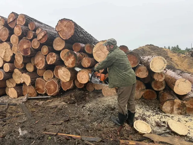 Древесина (вещественные доказательства)