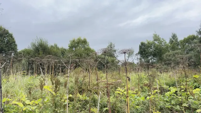 Аукцион в отношении земельного участка с КН 50:08:0080106:493
