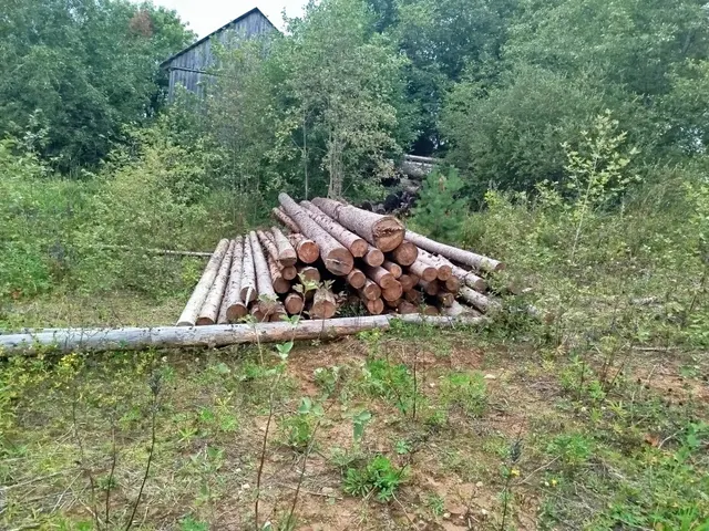 Древесина породы ель в штабеле объемом 12,263 м3