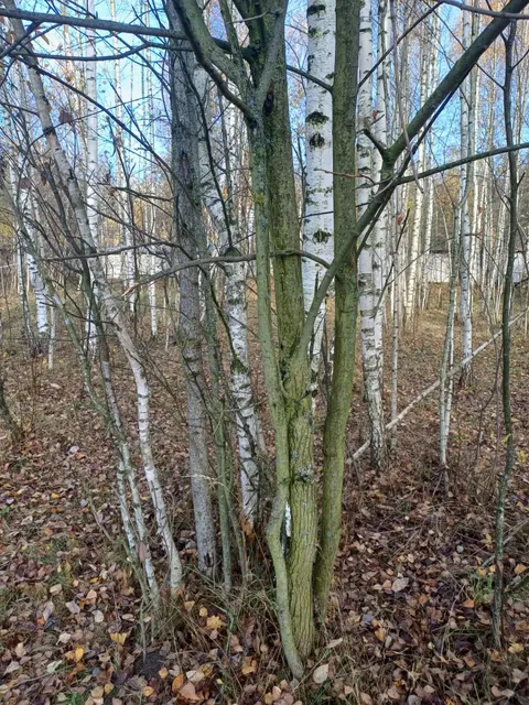 Аукцион в отношении земельного участка с КН 50:16:0704011:641