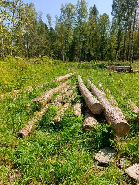 Древесина (вещественные доказательства)