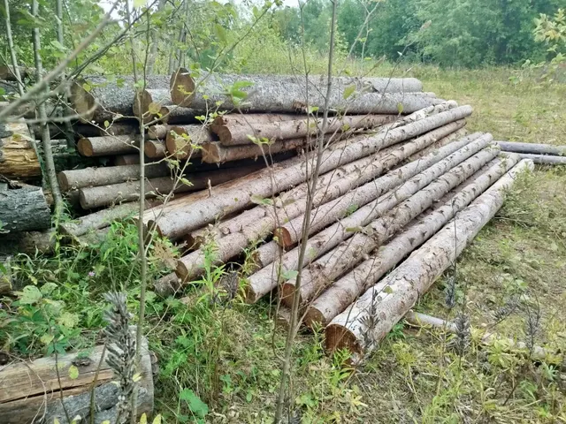 Древесина породы ель в штабеле объемом 12,263 м3