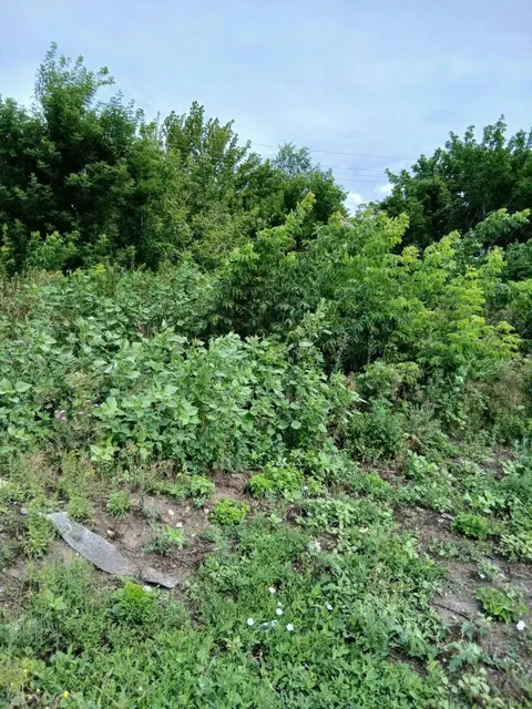 земельный участок общей площадью 2344 кв.м., кадастровый номер 36:03:0200012:203, расположенный по адресу: Российская Федерация, Воронежская область, Богучарский муниципальный  район, с. Дьяченково, ул. Кирова, з/у 61а,   из земель населенных пунктов, разрешенное использование: для индивидуального жилищного строительства