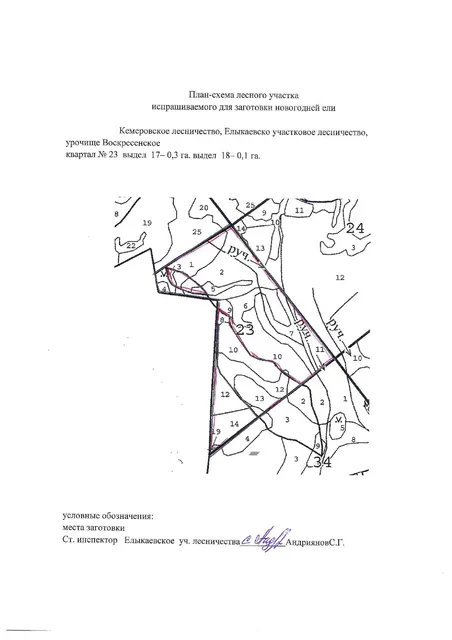 Заготовка новогодних елей и (или) других хвойных пород для новогодних праздников