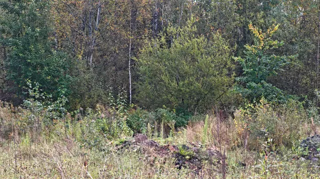 Земельный участок с кадастровым номером 47:07:1703021:655