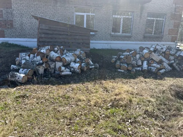 Древесина (вещественные доказательства)